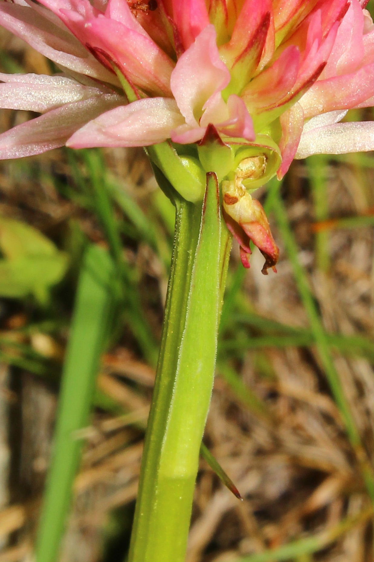 Nigritella corneliana / Nigritella di Cornelia Rudio